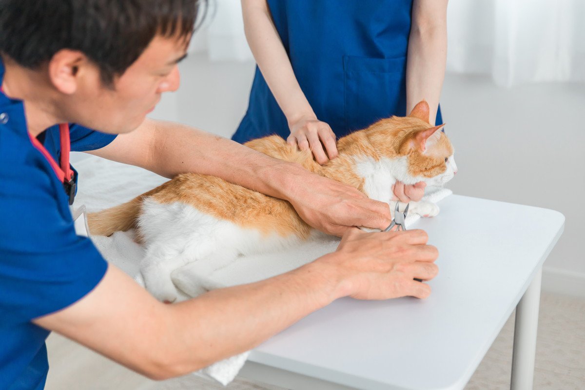 猫のストレスになりがちな『爪切り』手早くすます6つのコツ　どうしてもできないときの対処法も