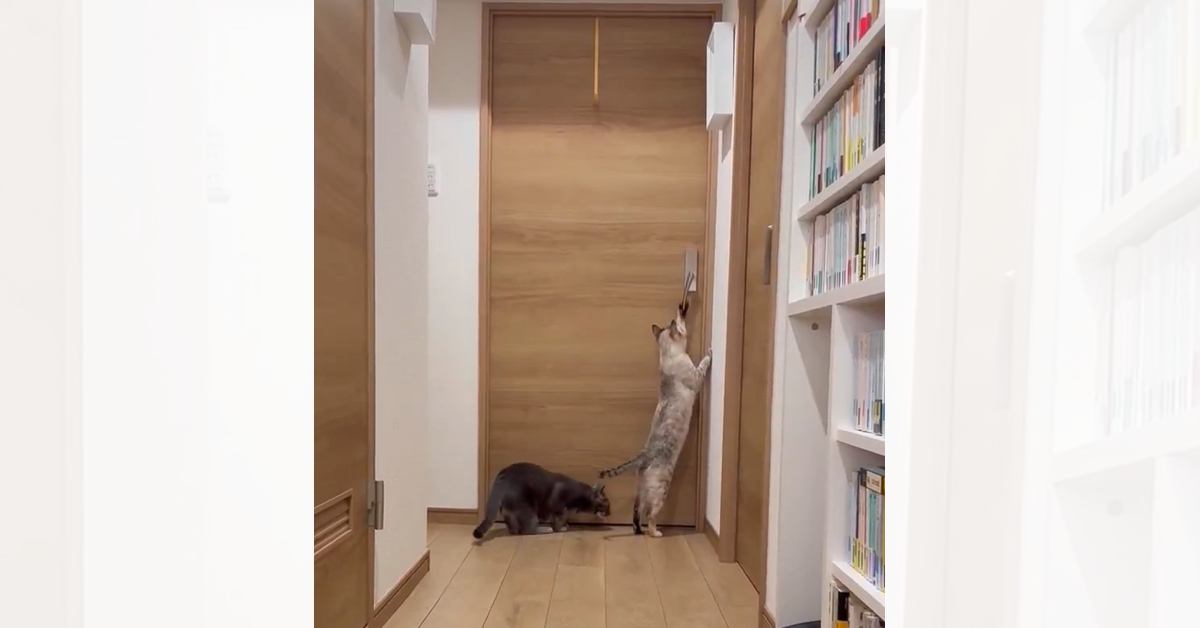 自力でドアを開ける猫→対策するために『ドアノブを縦』にした結果…可愛すぎる反応に2万いいねの反響「たまらん」「執念を感じるｗ」