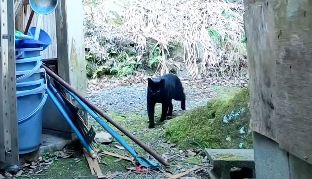 山奥に遺棄された『人間嫌いの黒猫』をお世話したら…『劇的な変化』に涙「すごく感動」「生きててくれてありがとう」と6万8000再生