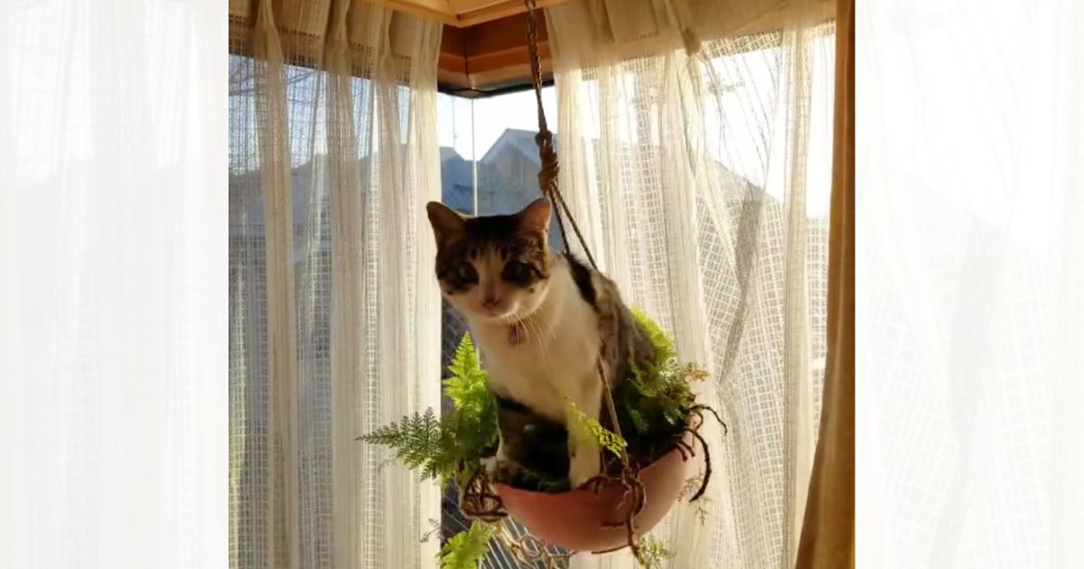 『プランターの上に乗った猫』を見ていたら…思わず笑っちゃう『乗りこなす様子』に2万4000いいね「絶対漕いでて爆笑」「天才にゃんこ」