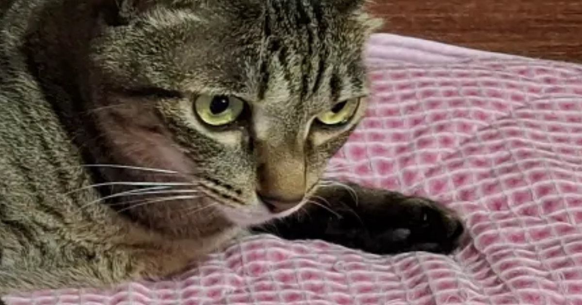 いつも猫に枕を取られるので『２つ用意』した結果…『予想外の光景』に「猫様って感じｗ」「素晴らしい使い方」と笑顔になる人が続出
