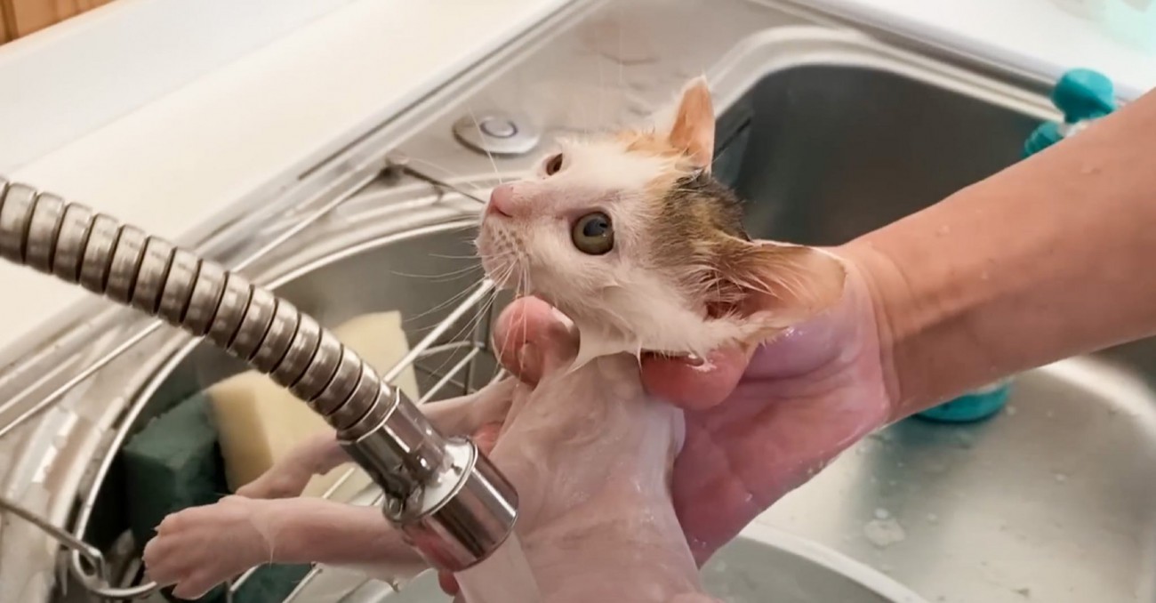 保護された赤ちゃん猫が『初めてのシャンプー』に挑戦した結果…悶絶必至の『可愛すぎる姿』が20万再生「参りましたｗ」「たまらない」