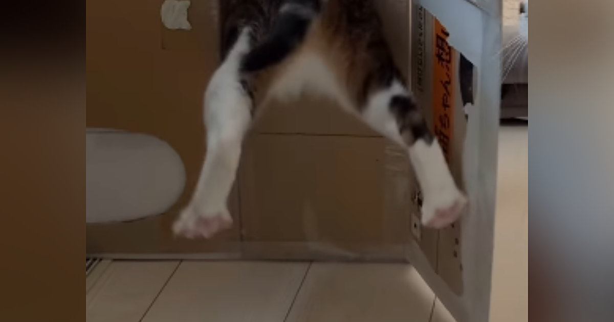 ダンボールハウスを置いておいたら、『窓部分からネコ』が……爆笑の展開に「吸い込まれた？ｗ」「じたばたが可愛すぎるｗ」と反響