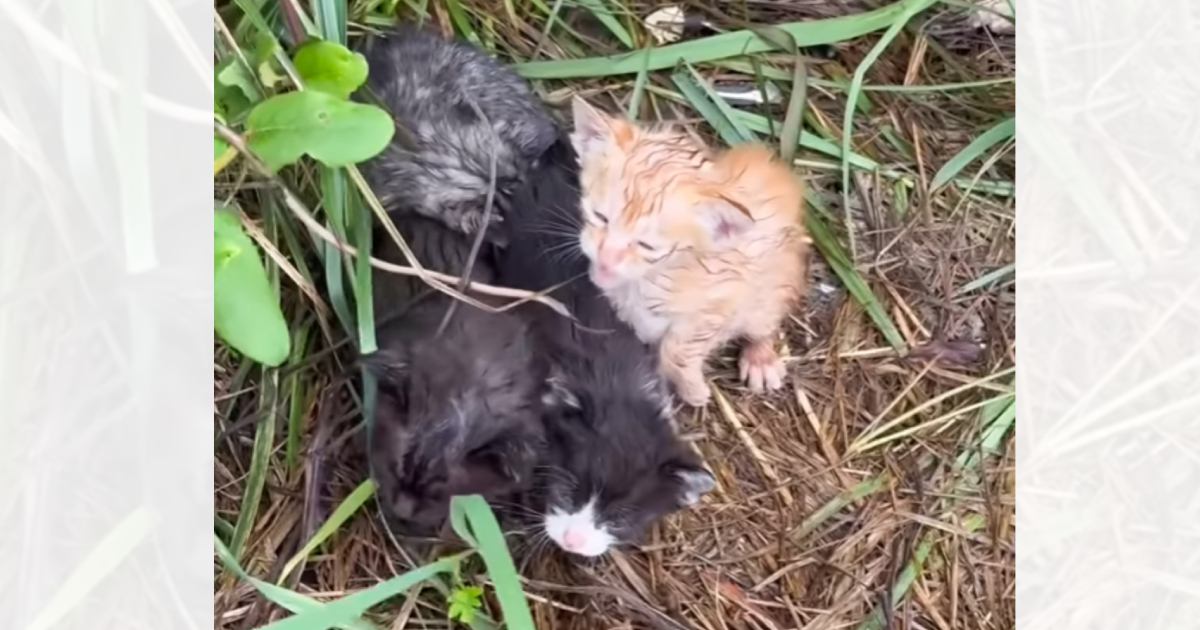 台風が接近していた日、『用水路沿いに4匹の子猫がいる』と通報がきて…急いで向かった結果→思わず涙がでる光景に「本当に良かった」「ありがとう」