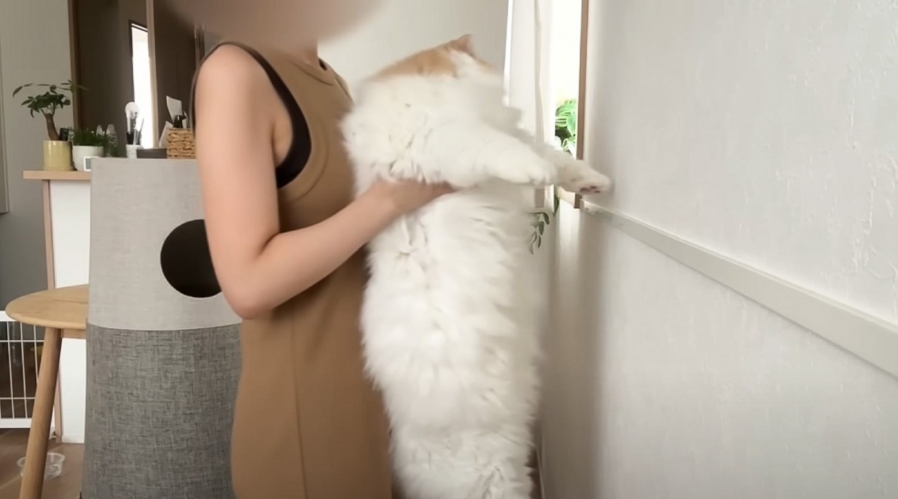 『賢さがわかる』猫壁チャレンジに犬と猫が挑戦した結果…微笑ましい光景に癒される人が続出「可愛い以外の言葉が見つからないｗ」