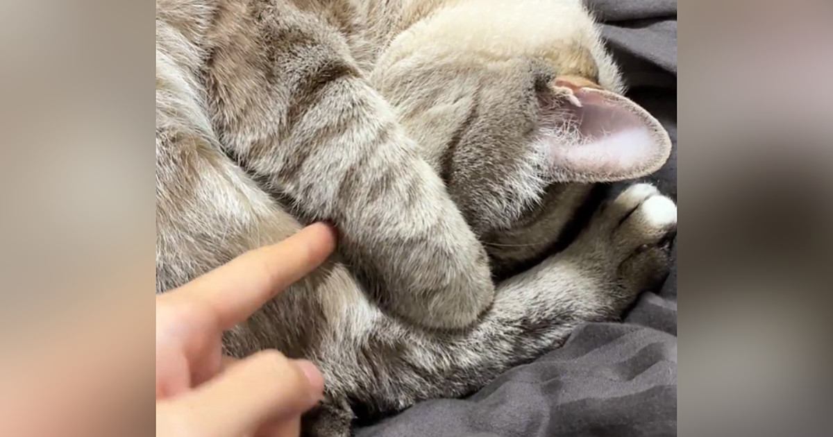 手で顔を隠すようにして眠っていた猫→興味本位で『おててを外してみた』結果…尊すぎる反応が195万表示「心臓止まった」「愛おしい」