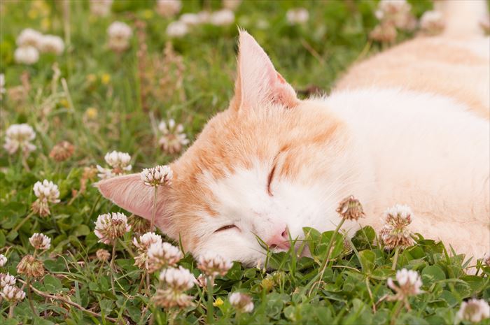 猫に予防接種が必要な理由とは