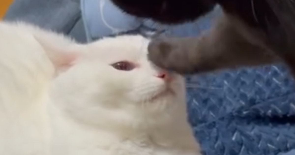 激おこ状態の黒猫が同居猫に『渾身の一撃』を放った結果…「パンチは初めて？」まさかの『威力』に５万いいね「仕事中に爆笑してしまった」