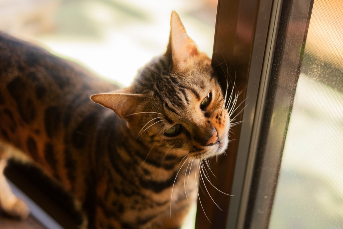 控えめな猫が『実は甘えたい』と思っているときのサイン5つ　愛情表現の意味や上手な応え方まで