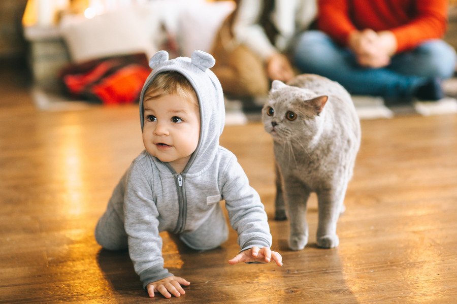 飼い主を子供扱いしている猫の9つの行動