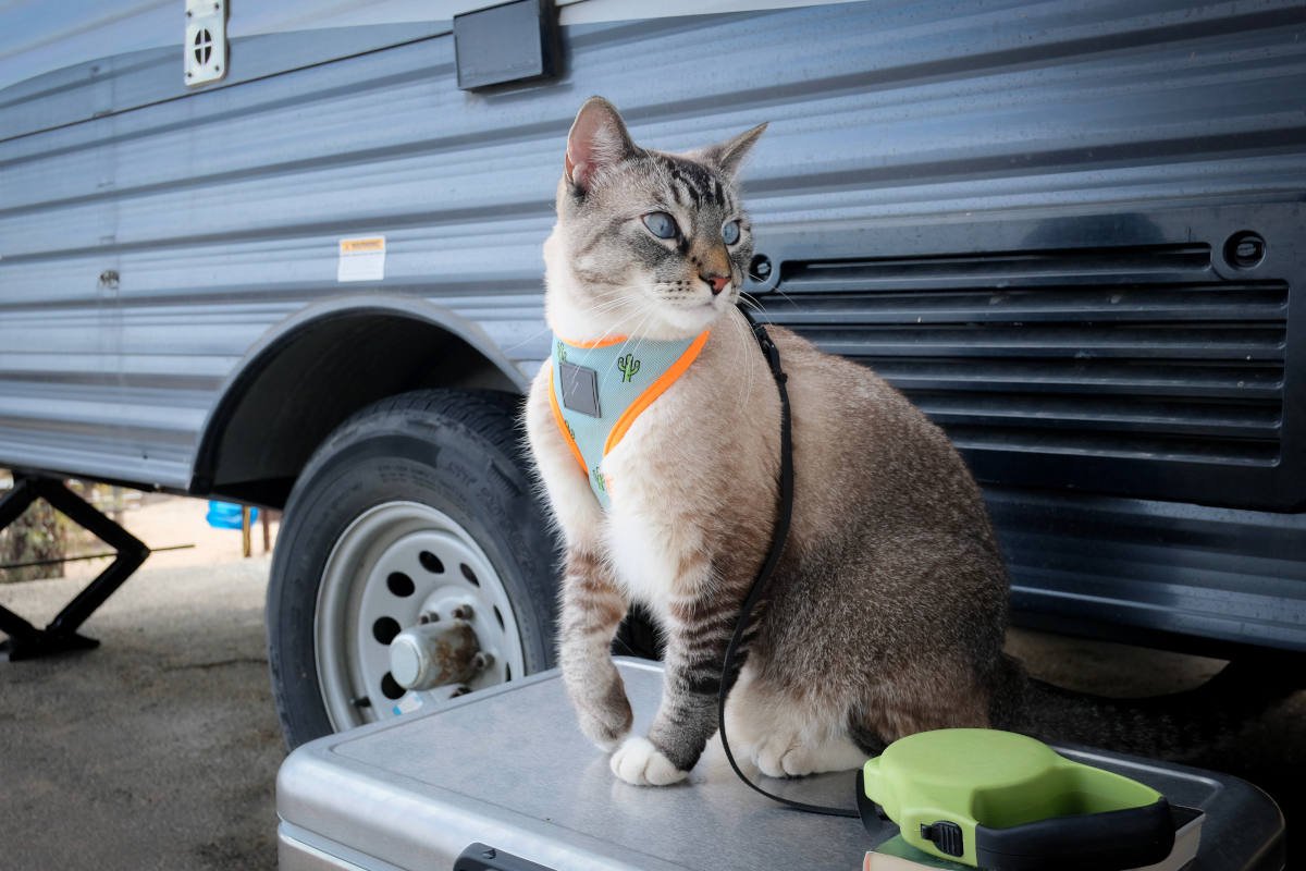 猫に『リードやハーネス』は必要？慣れておくメリットや選び方のポイントを解説