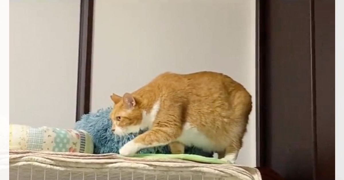 動きが遅すぎる猫→心配になり病院へ向かった結果…獣医から告げられた『衝撃の診断結果』が54万再生「できる子やんｗｗ」「吹いてしまった」