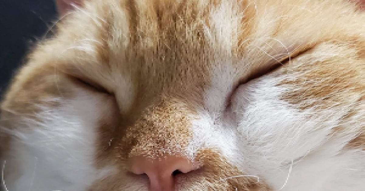 雨の日に『くせっ毛の猫のヒゲ』を見てみると…まさかの光景が面白すぎると172万表示「筆記体やん」「暴れまくってて笑ったｗ」の声