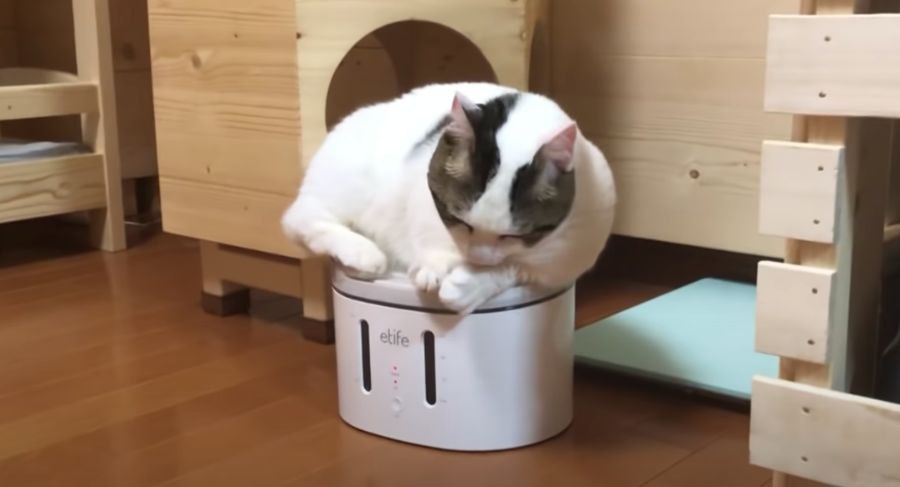 猫ちゃんの個性的過ぎる水待ちアピール！