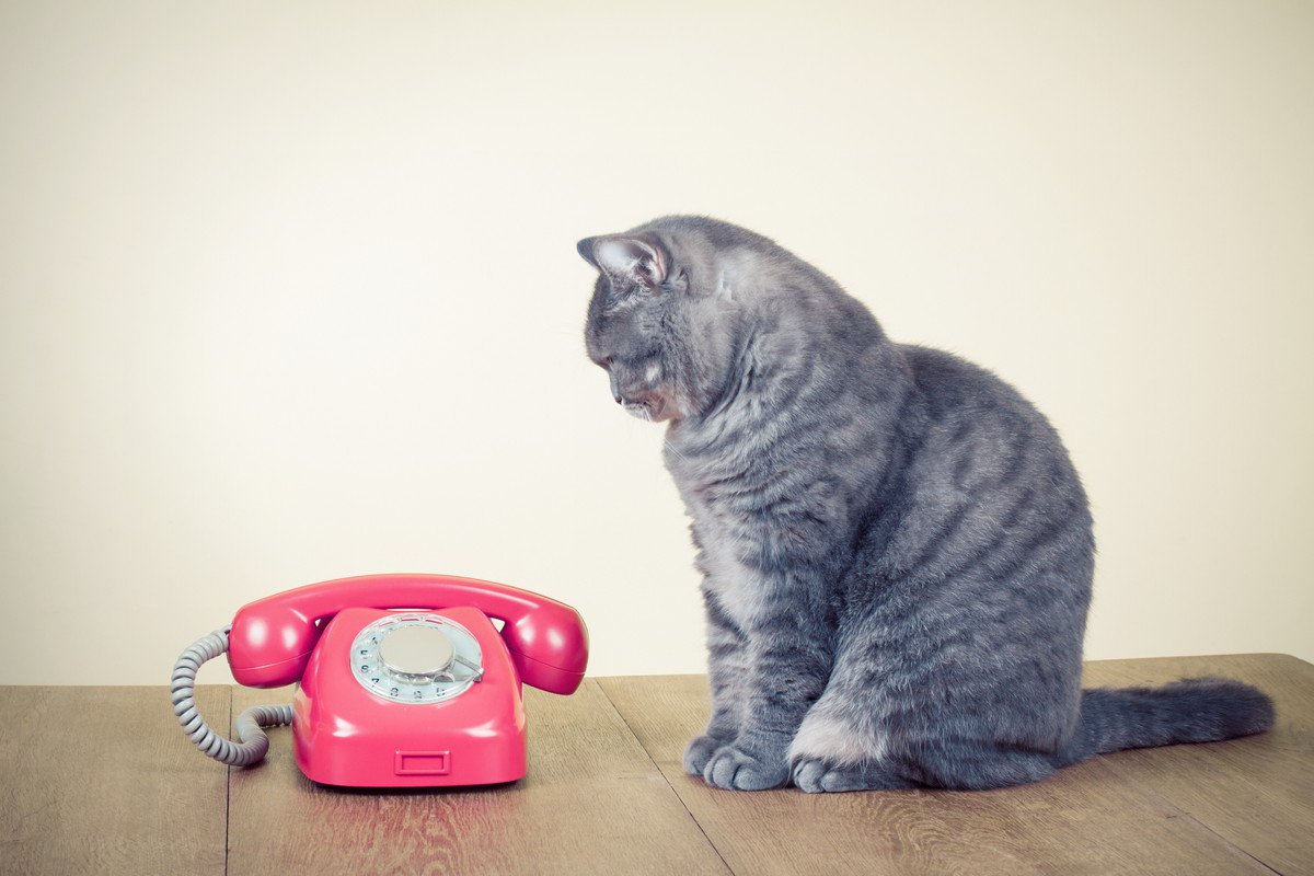猫を守るために欠かせない『緊急連絡先』4選　役に立つ場面から準備しておきたいことまで