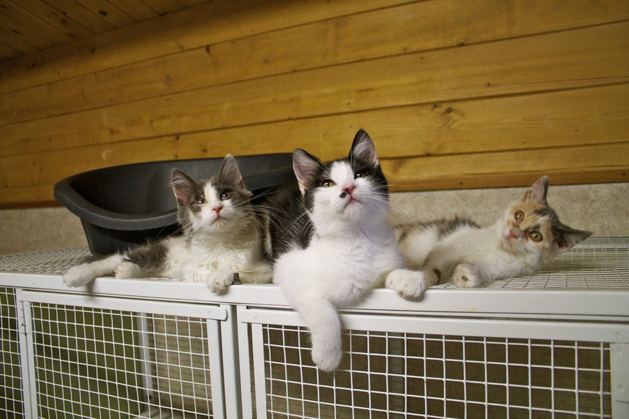 愛猫との災害避難に備えて飼い主さんの心構えと準備