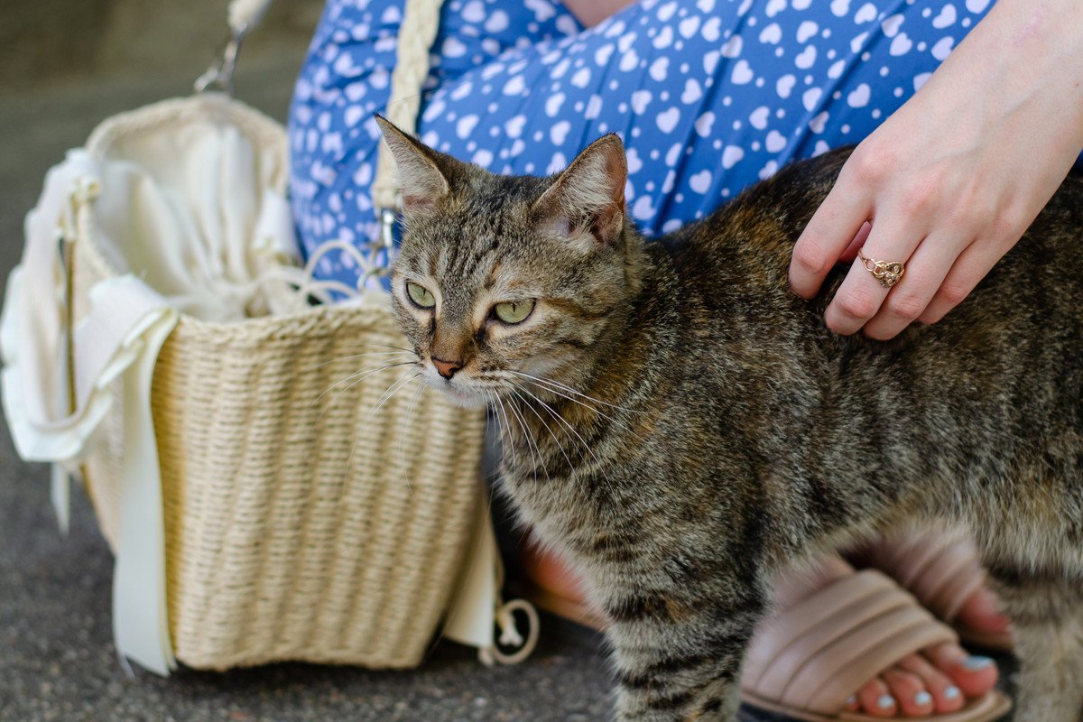 『野良猫が懐きやすい人』の特徴4つ