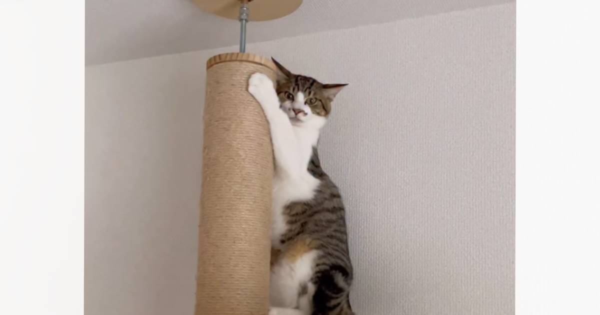 『病院』に行くことを察した猫→飼い主さんが近づくと…予想外の『形態変化』に"大爆笑"264万再生「初めて見たｗ」「つま先立ちしてて草」
