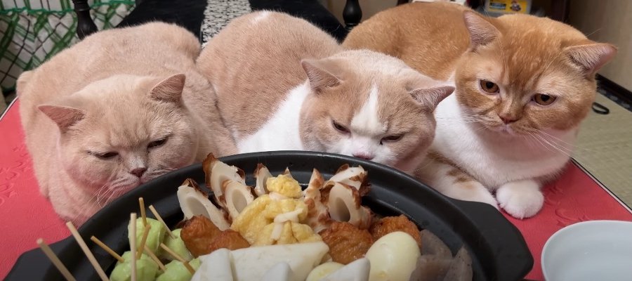 『おいしそうだニャ…』お母さんのおでんを囲む猫ちゃんたち