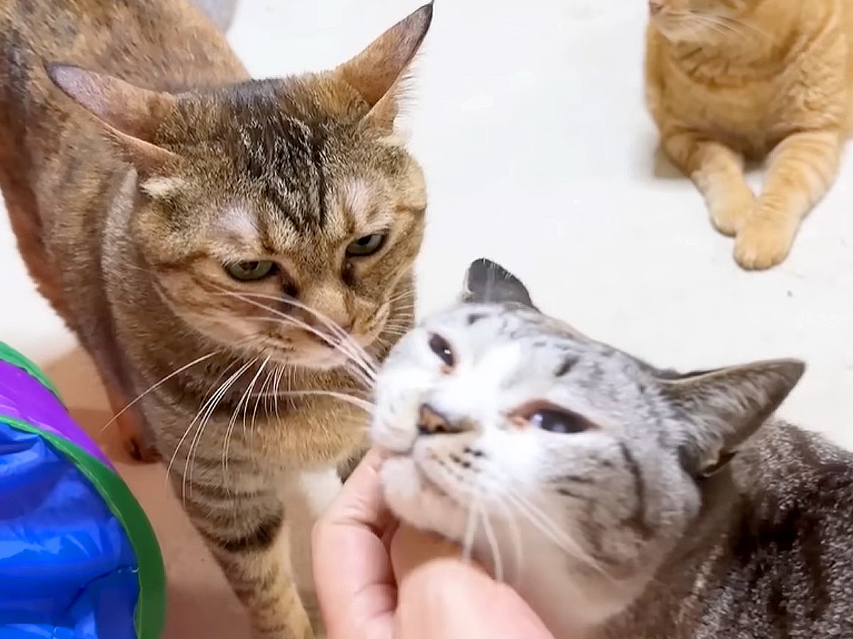 長期入院していたパパが帰宅→家にいた猫たちと柴犬が…涙が出るほど尊い『感動の再会』に「みんな大喜びで愛されてるね」「とっても嬉しい」