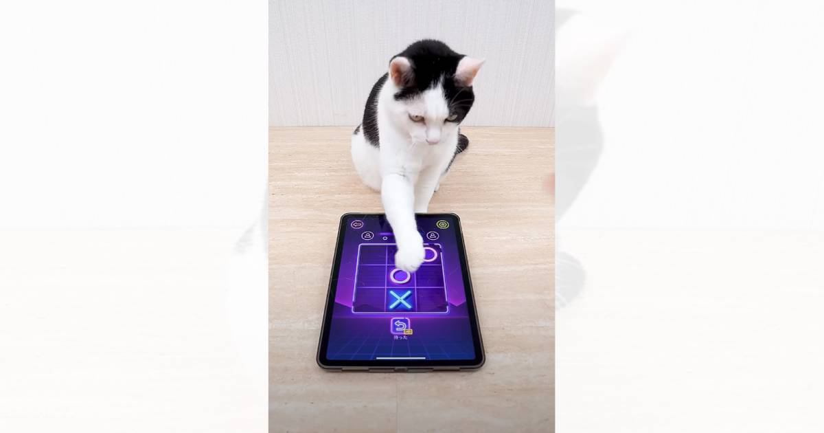 賢すぎる猫とタブレットを使用して『マルバツゲーム』をした結果…驚きの光景が296万再生「ちゃんと遊べてて凄い」「速いし天才だ」