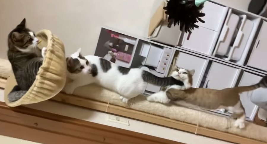 興味津々！モフモフを追いかけてキャットタワーで大渋滞の猫ちゃんたち♡