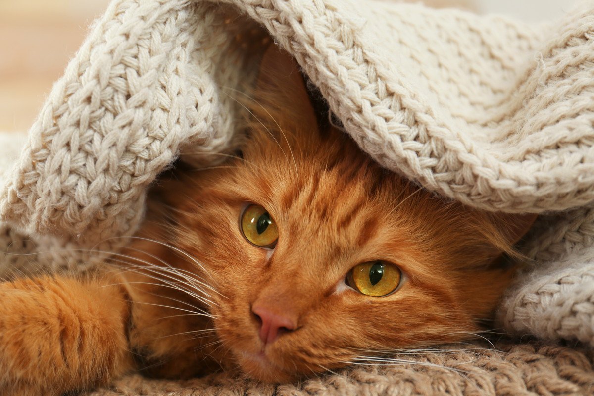 猫が『季節の変化』で起こすトラブル3選　どんな影響が表れる？注意すべきこととは