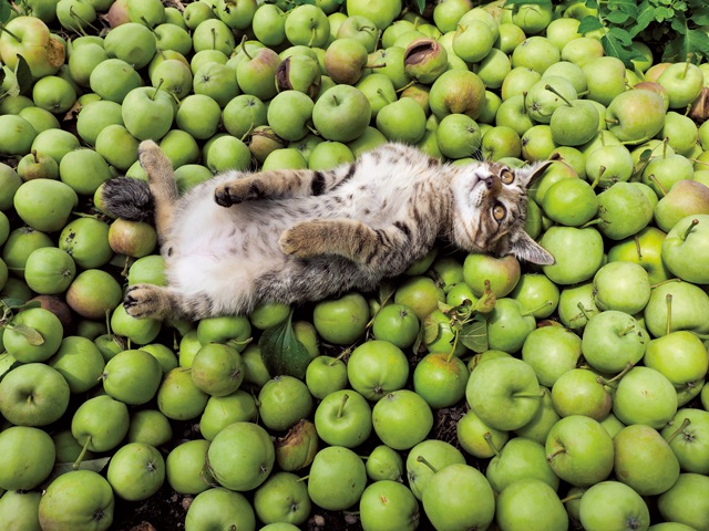 『ふるさとのねこ』写真集のコンセプトや写真展