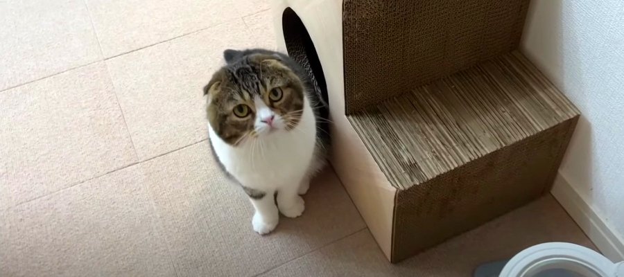 『息子猫くんどうしたの…』パパ猫さんが心配になっちゃう理由とは？