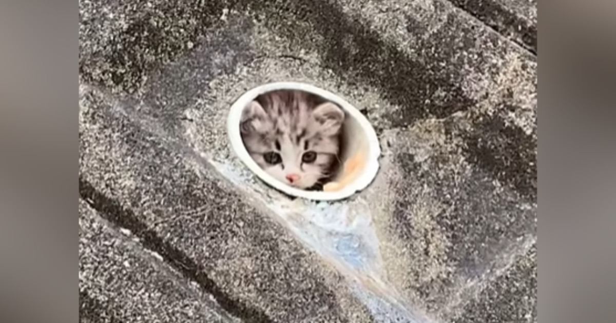 『穴の中にいた子猫』との運命的な出会いから４年…立派に成長した『現在の様子』が297万再生「素敵なお話をありがとう」「とても感動した」