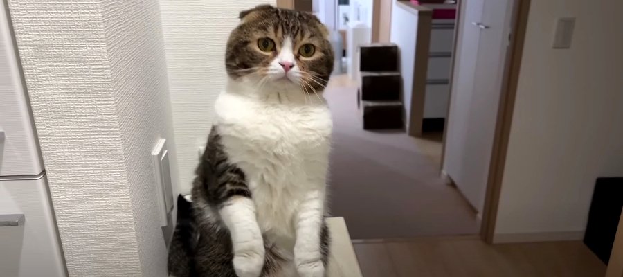 息子猫くんのために飼い主さんに助けを求めたパパ猫さん！