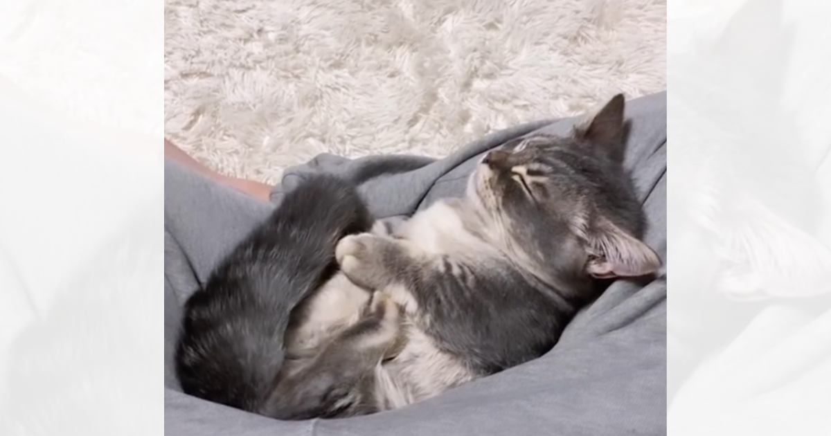 パパの脚の隙間で『熟睡していた子猫』→名前を呼んでみたら…まさかの"反応"に「寝てるのにｗ」「天使だね」と笑顔になる人続出