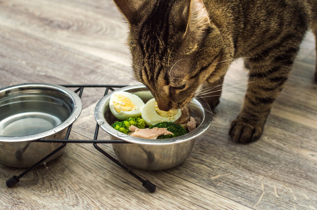 猫の『免疫力をアップさせる食材』5選　与える際に気をつけるべきポイントは？