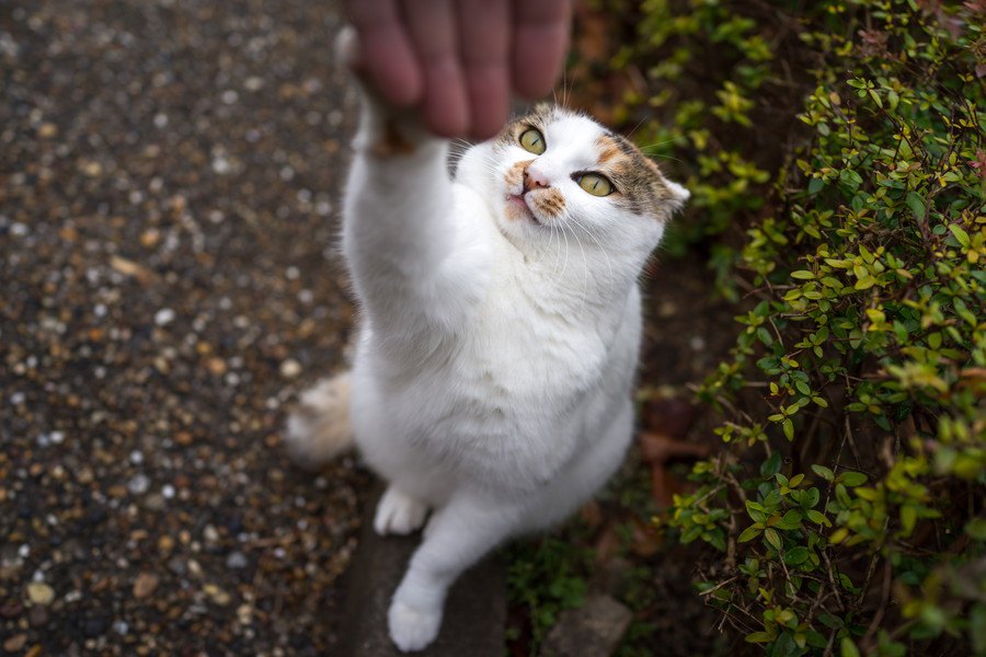 猫が挨拶している時の行動５つ