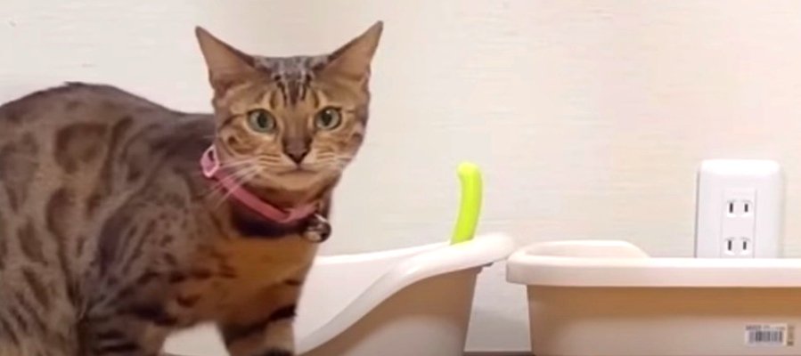 飼い主さんの実家の猫さんが目の前に…！怖がりな猫ちゃんの反応とは？