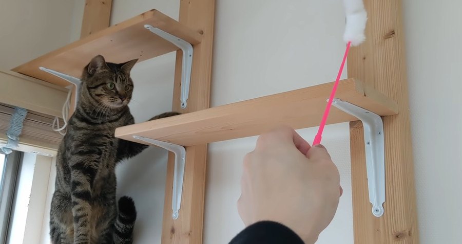 手作りキャットウォークで遊ぶ猫ちゃん！誘われるがままに最上階へ？