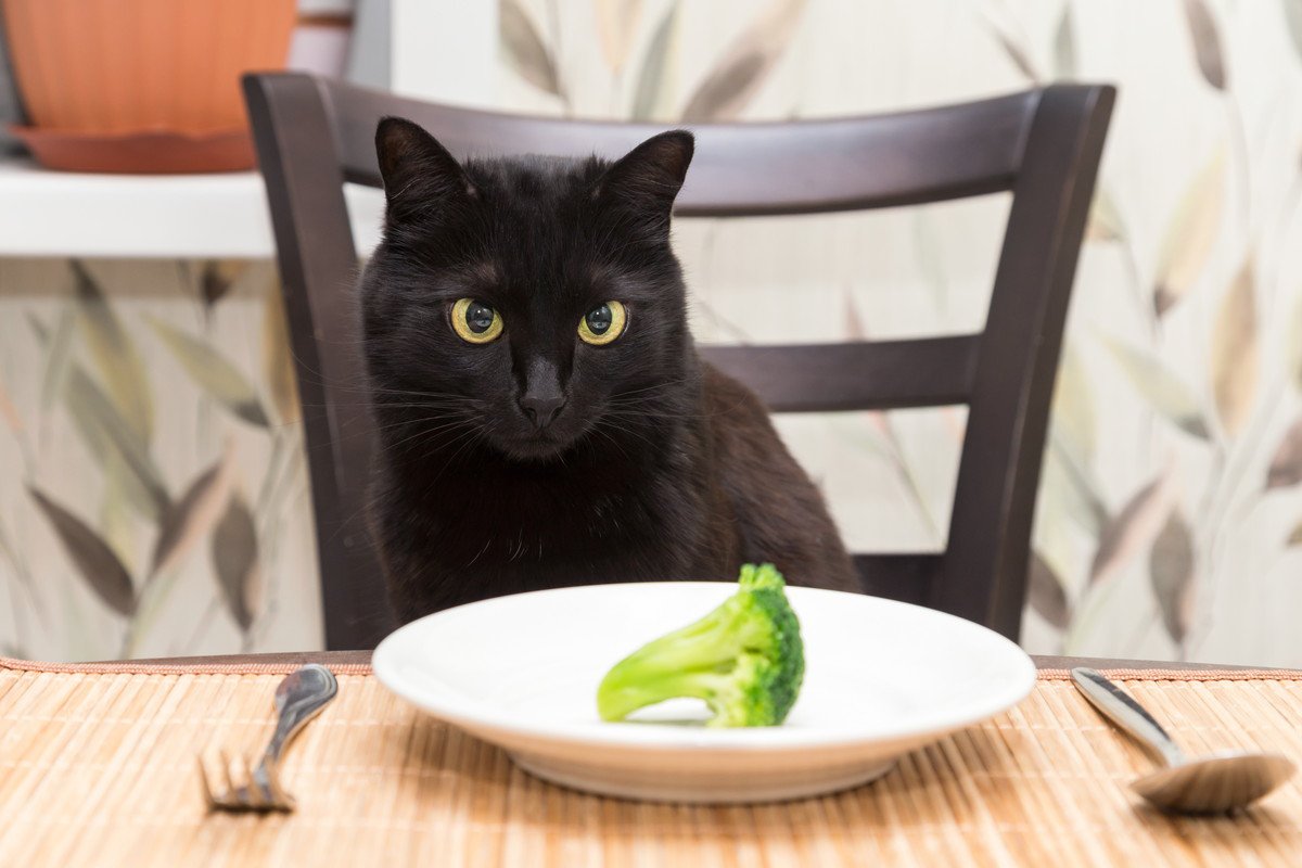 猫は『ブロッコリー』を食べても大丈夫？意外な効果と、与えるときに気をつけるべきこと