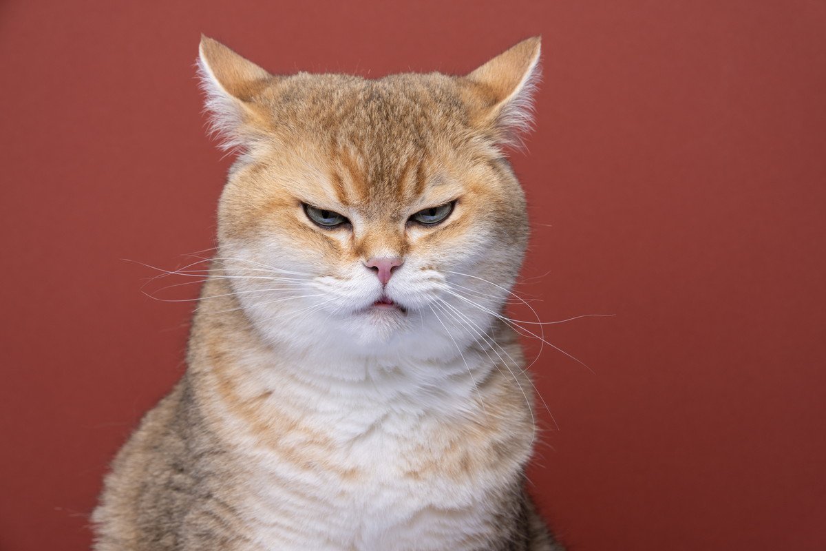 猫が『しかめっ面』しているときの3つのキモチ　怖い顔だけど、必ずしも怒っているわけじゃない？