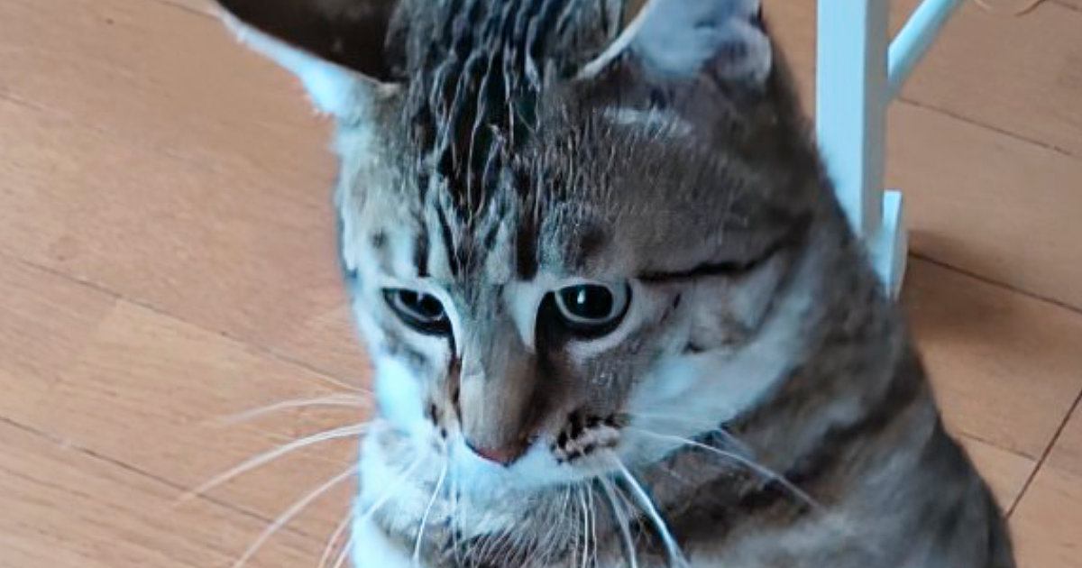 『猫が立った』と思ったら→次の瞬間……まさかの『奇跡的な光景』に15万いいね「すごい進化してるｗ」「やっぱり人が入ってるんだ」と話題
