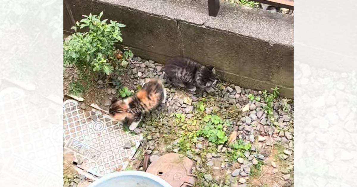 『家の敷地内で鳴いていた2匹の子猫』を保護した結果…2匹が迎えた『結末』に胸が熱くなると59万再生「最高に幸せだね」「ありがとう」