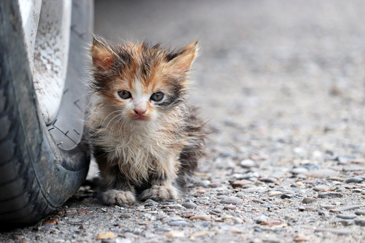 猫を『外に出す』のは控えるべき理由5つ　危険なトラブルの可能性や出たがる場合の予防策