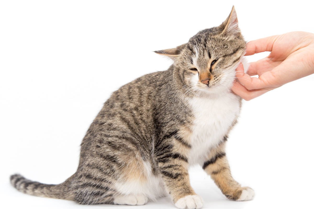 愛猫を虜にする『極上のなでなでテクニック』3選　タッチや手の動き…猫を喜ばせるには？