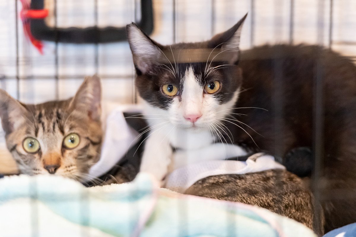 猫のピンチを救う『緊急連絡先』7選　迷子、深夜の体調不良…万が一のときの命綱