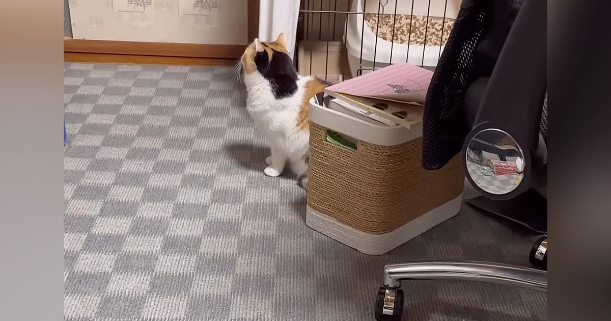 本当は一緒に寝たいのに『興味のないフリ』をする三毛猫→呼んでみると…悶絶必至の光景が64万再生「可愛すぎて声出た」「キュンキュンした」