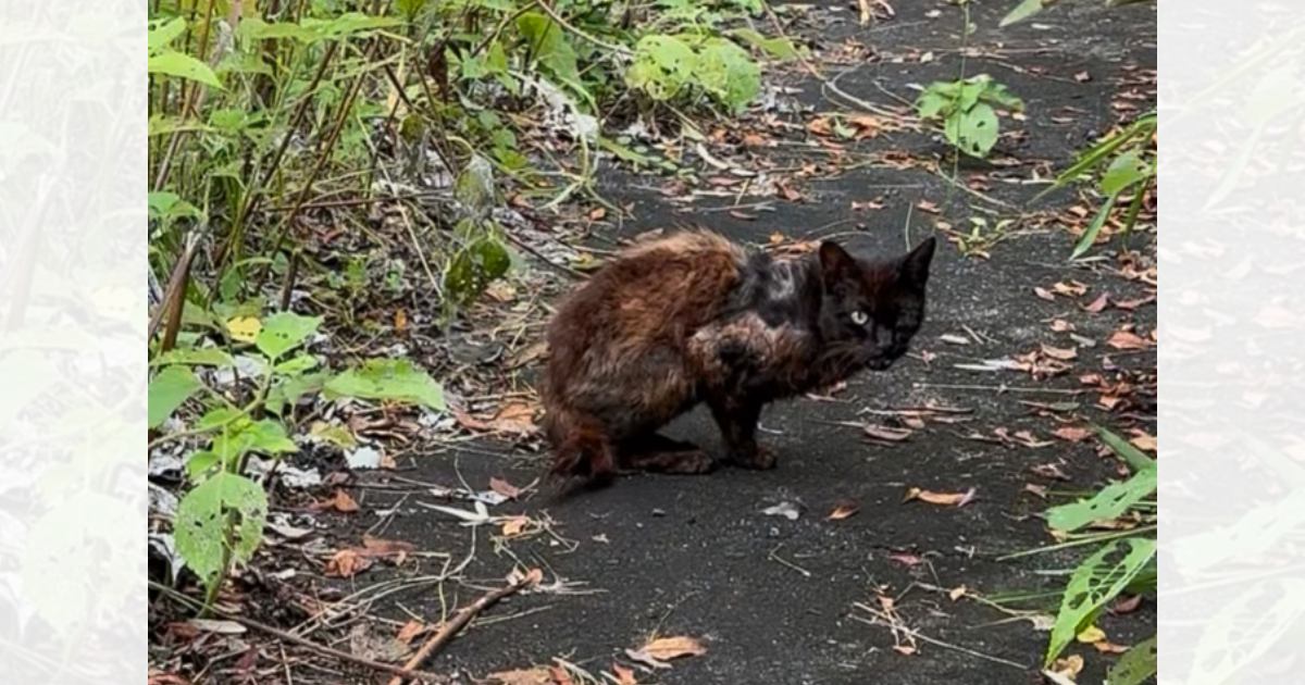 『片方の前足がない』いじめられていたボロボロの猫を保護したら…幸せを感じる『現在の光景』に「表情に涙が出た」「ほんとに泣けちゃう」の声