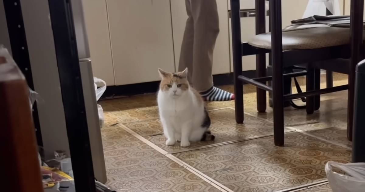 夕ご飯を楽しみに待つ猫→『できましたよ』と声をかけると…胸キュン必至の『可愛すぎる光景』が5万再生「ノールックでｗ」「たまらん」