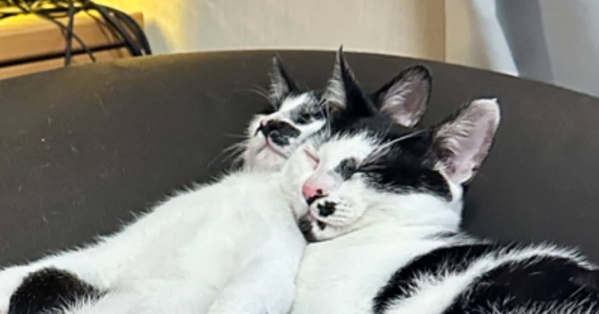 クッションの上で眠っている猫を見たら…思わず笑ってしまう『とんでもない寝相』に3万いいね「めっちゃ伸びてて笑った」「かわええ」