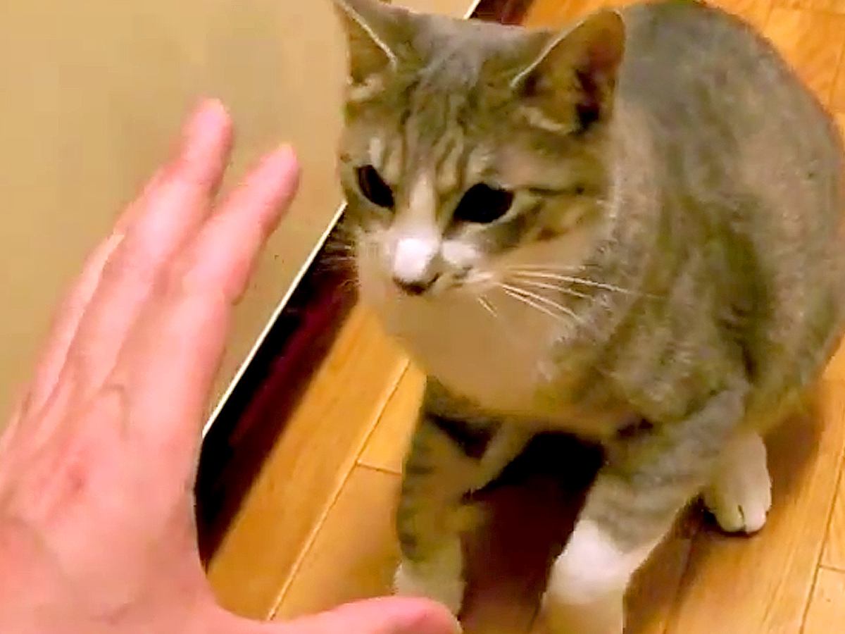 ネコの前に手を出して『ケンカ』を売った結果→飛びかかってきて…『愛のこもったやり取り』が99万再生「鳴き声かわいい」「世界一可愛い攻撃」