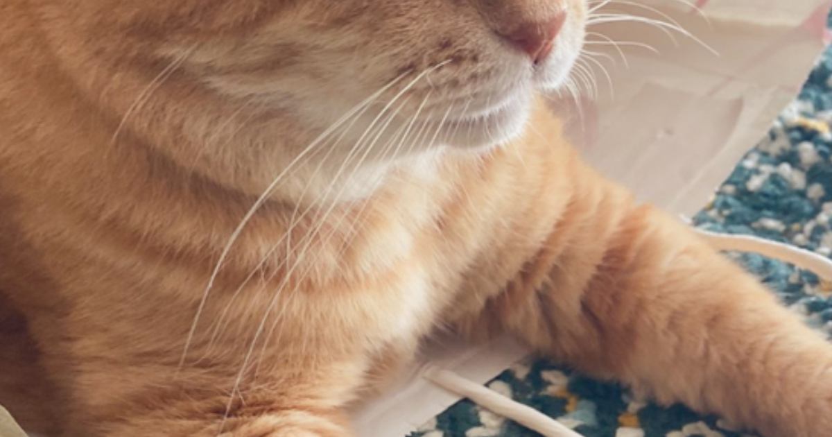 お土産の紙袋に入り込んだ猫→『目元』を見てみると…まさかの笑っちゃう光景に4万6000いいね「プライバシー保護のやつ」「喜んでるの？ｗ」