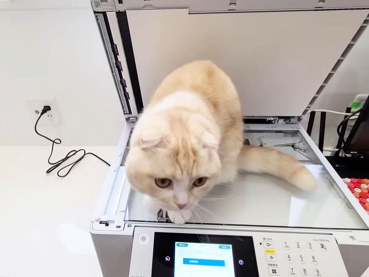 『コピー機を占領して動かない猫』そのままコピーしてみたら…まさかの印刷結果に爆笑！10.6万再生「ツボるｗ」「額にいれて飾るべきｗ」